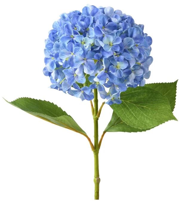гортензия